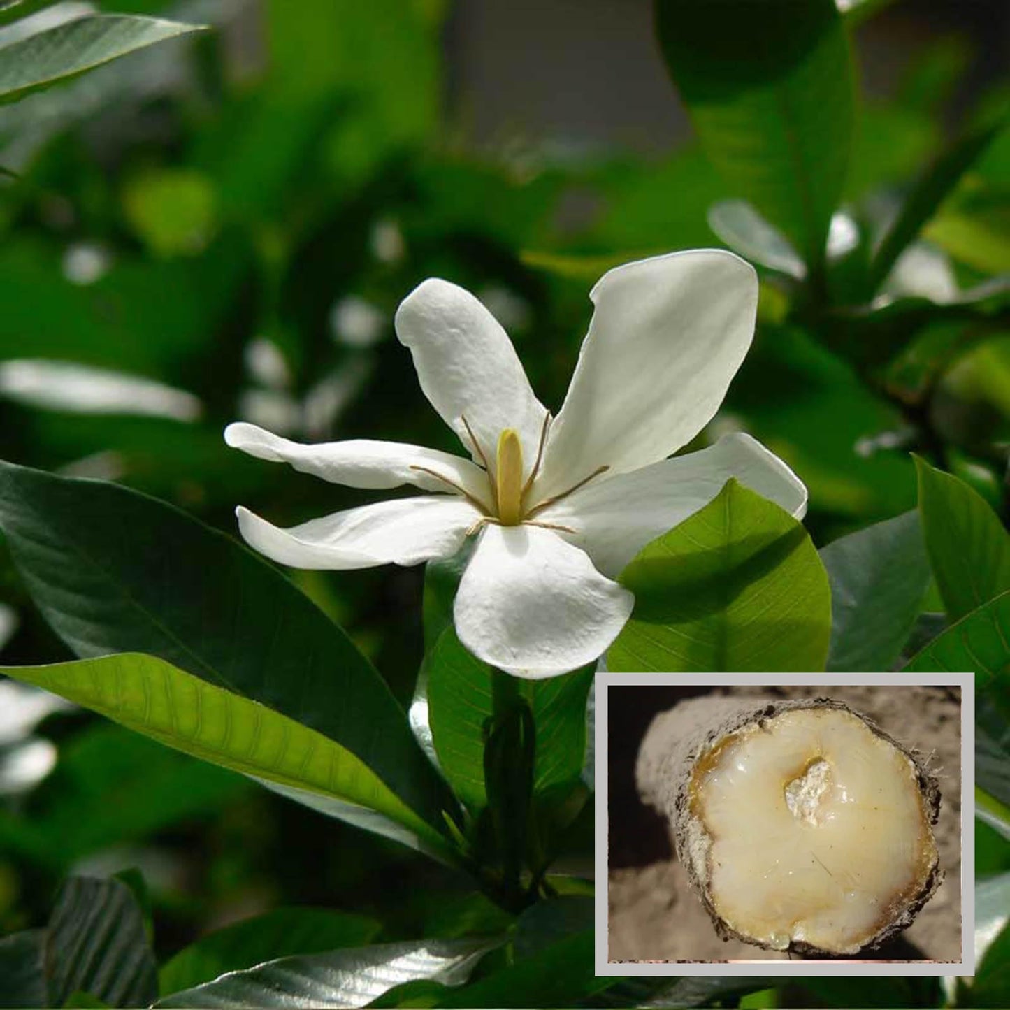 Hing Spice Plant