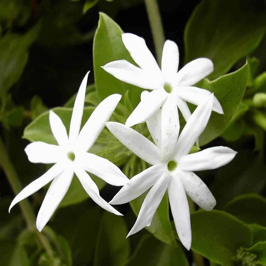 Juhi Jasminum auriculatum Fragrant Flower Plant (1-2 Feet Height)