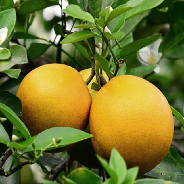 Vietnam All Time Malta Mosambi Grafted Fruit Plant