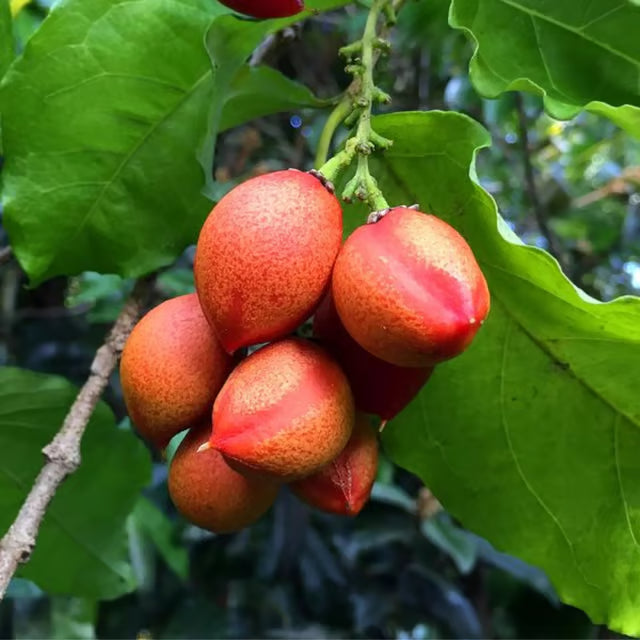 Peanut Butter Fruit Plant