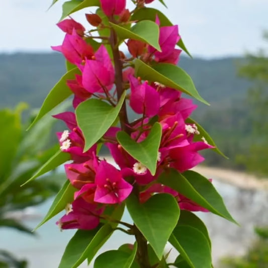 Pink Colour Bougainvillea Kagoj Ful Shrubs Flower Plant (1-2 Feet Height)