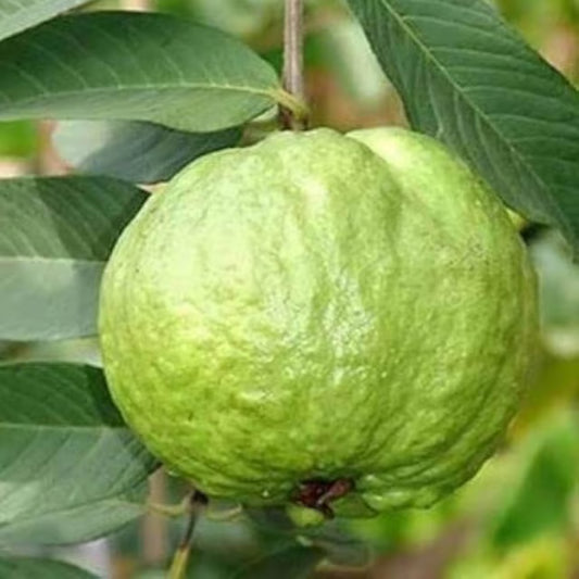 KG Big Size Guava Amrood Layering/Grafted Fruit Plant