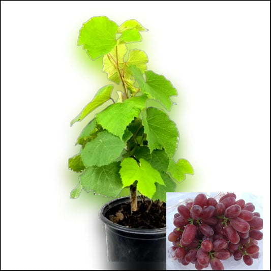 Seedless Sweet Long Red Jack’s Salute Variety Air Layered Grapes Plant