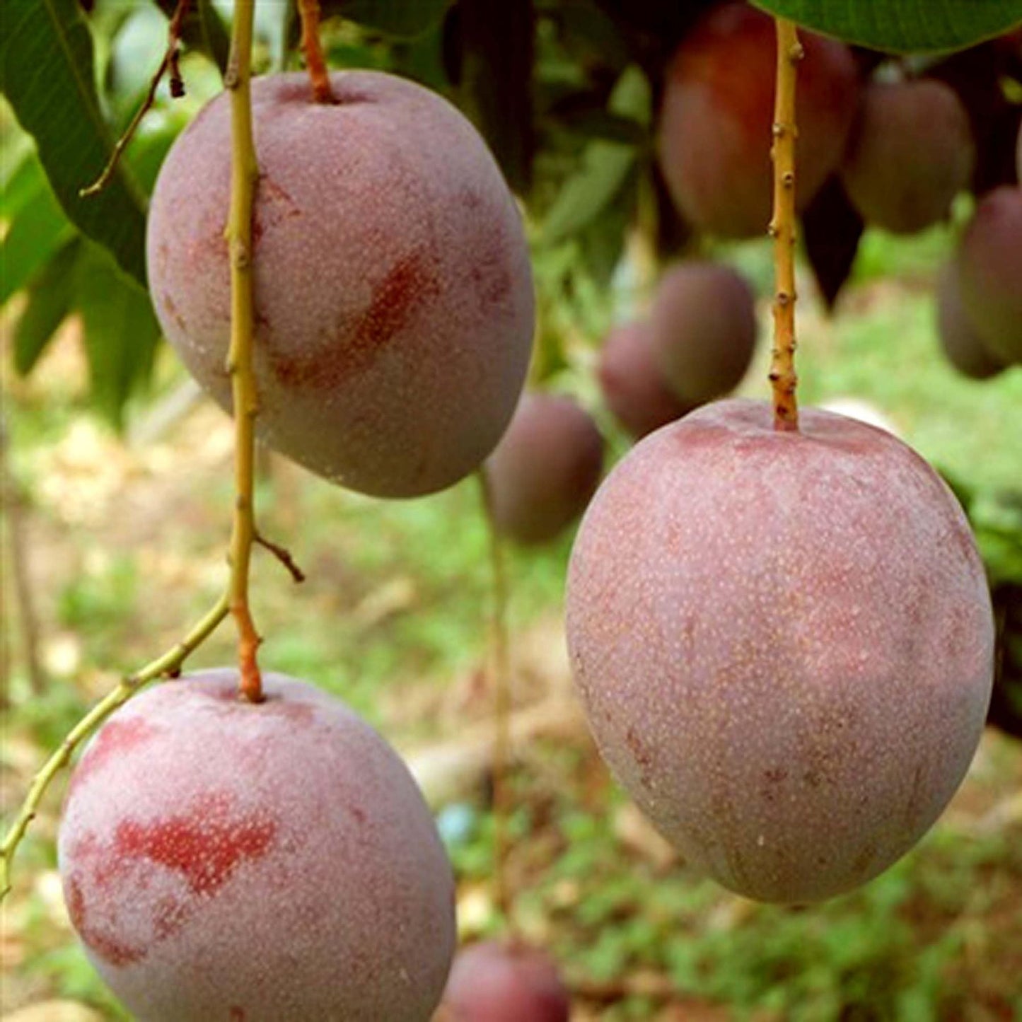 Apple Mango Aam Grafted Fruit Plant