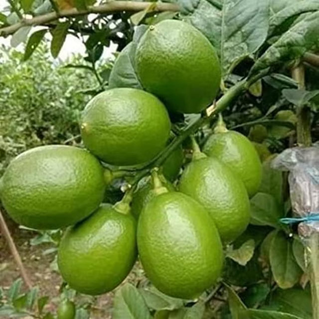 Nimbu China 3 Seedless Lemon Nimbu Layering/Grafted Fruit Plant (1-2 Feet Height)