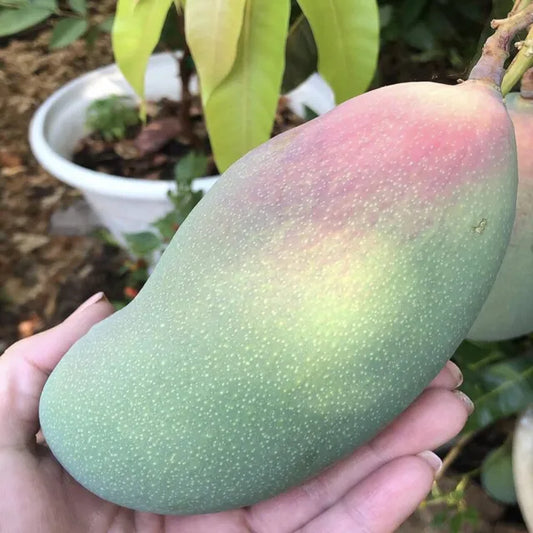 Valencia Pride Mango Aam Grafted Fruit Plant (1.5-3 Feet Height)