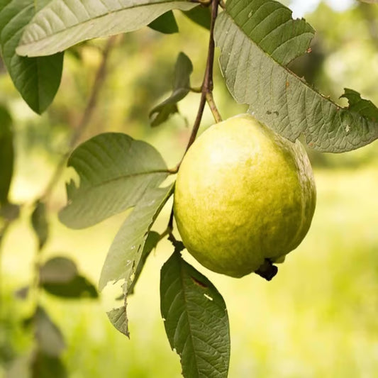 Thai Golden 8 Guava Amrood Layering/Grafted Fruit Plant