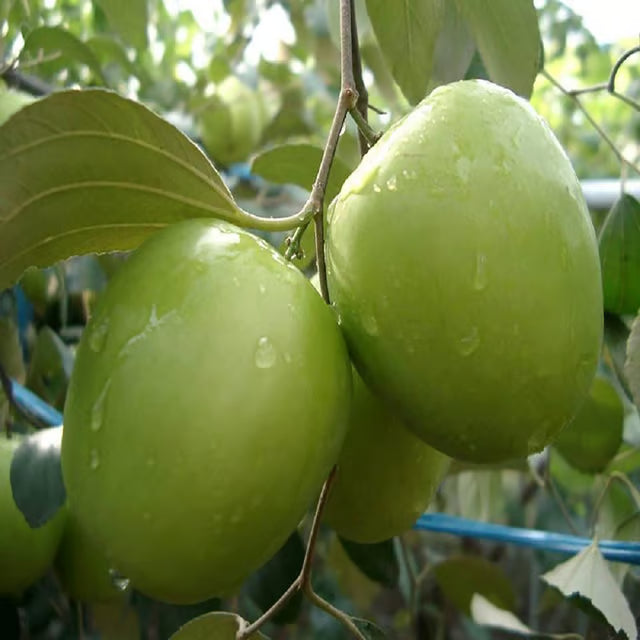 B U Green Apple Ber Jujube Kul Grafted Fruit Plant