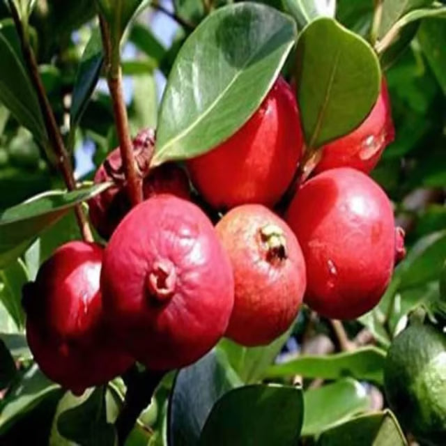 Red Strawberry Guava Amrood Layering/Grafted Fruit Plant