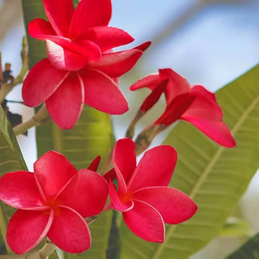 Red Colour Kat Chapa Champa Plumeria Flower Plant (1-2 Feet Height)