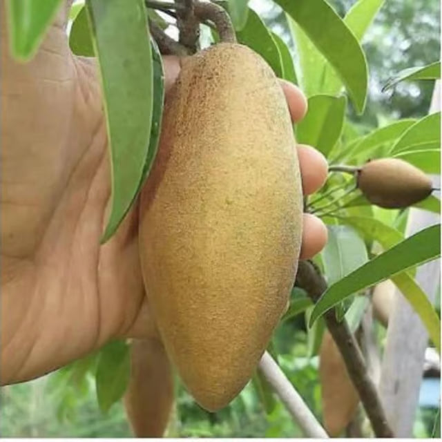 Thai Banana Long Chikoo Sapota Grafted Fruit Plant