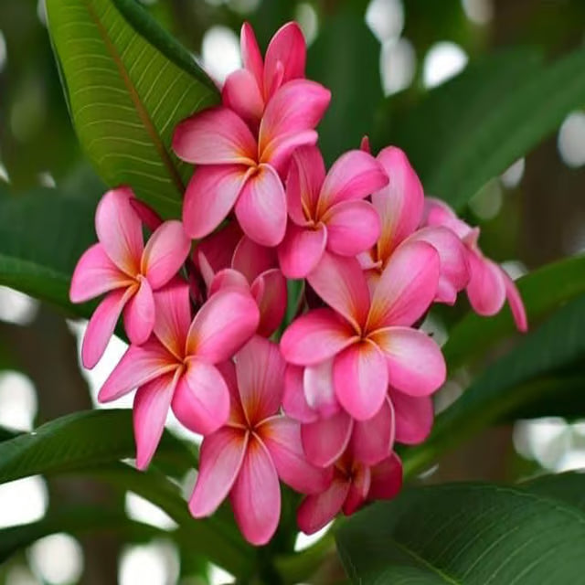 Pink Colour Kat Chapa Champa Plumeria Flower Plant