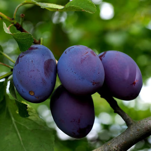 Satluj Purple Plum Aloo Bukhara Layering/Grafted Fruit Plant (1.5-3 Feet Height)