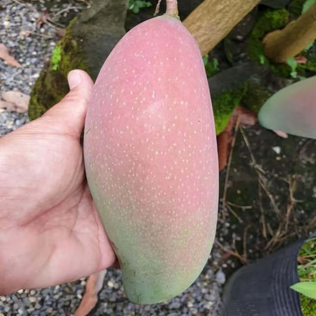 Thai King of Chakapat Mango Aam Grafted Fruit Plant (1.5-3 Feet Height)