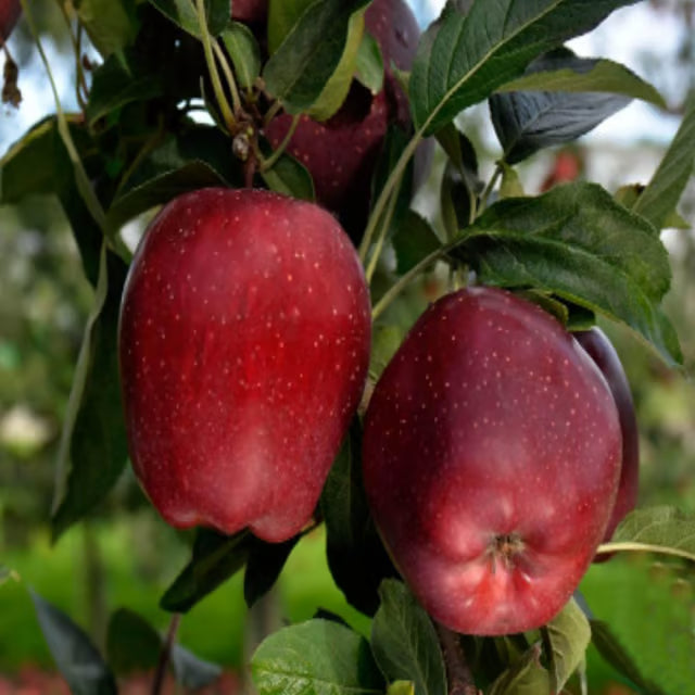Michael Low Chill Tropical Apple Seb Grafted Fruit Plant