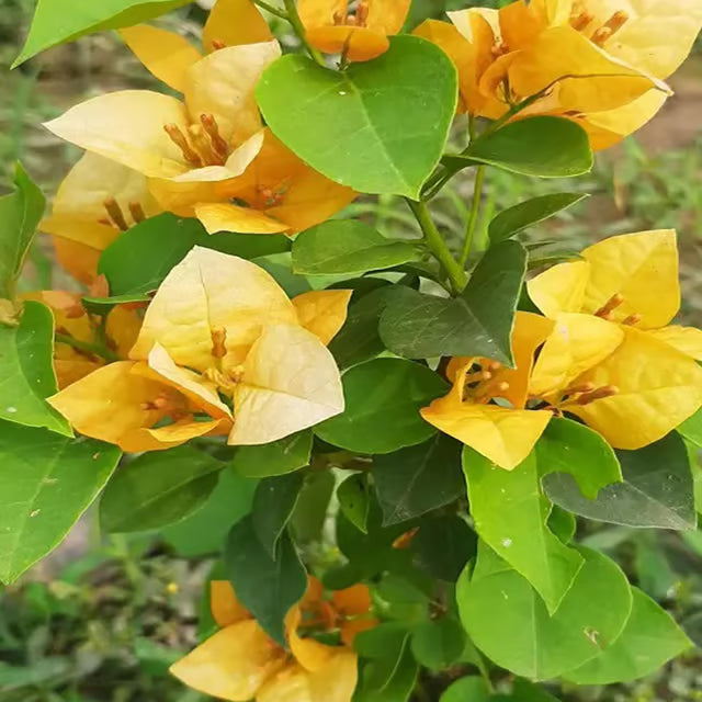 Yellow Colour Bougainvillea Kagoj Ful Shrubs Flower Plant (1-2 Feet Height)