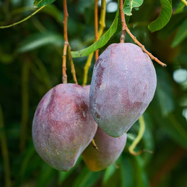 Pusa Arunika Mango Aam Grafted Fruit Plant