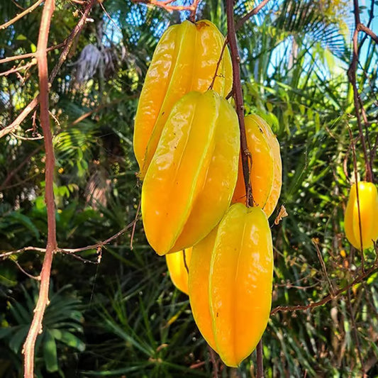 Sour Star Fruit Carambola Kamranga Amrak Grafted Plant (1.5-3 Feet Height)