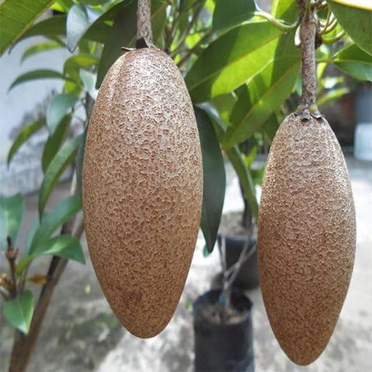 Thai Banana Long Chikoo Sapota Grafted Fruit Plant (1.5-3 Feet Height)