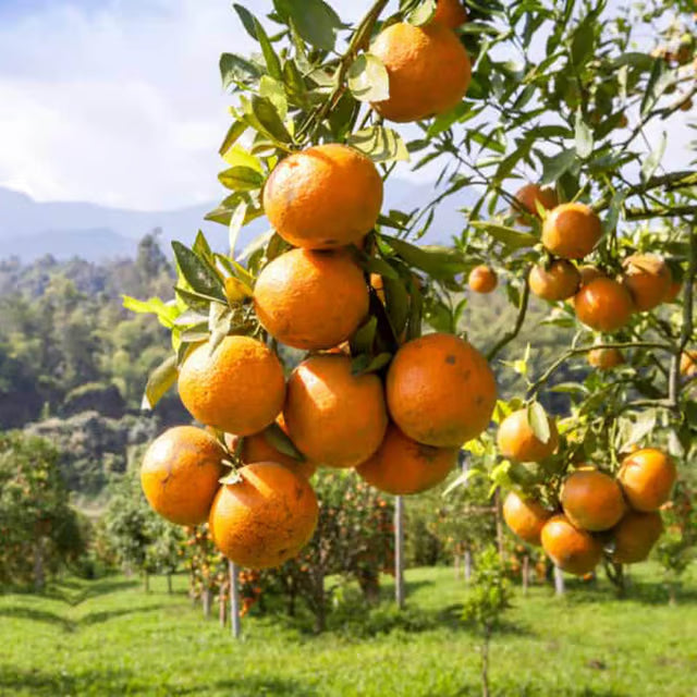 Darjeeling Orange Santra Grafted Fruit Plant (1.5-2 Feet Height)