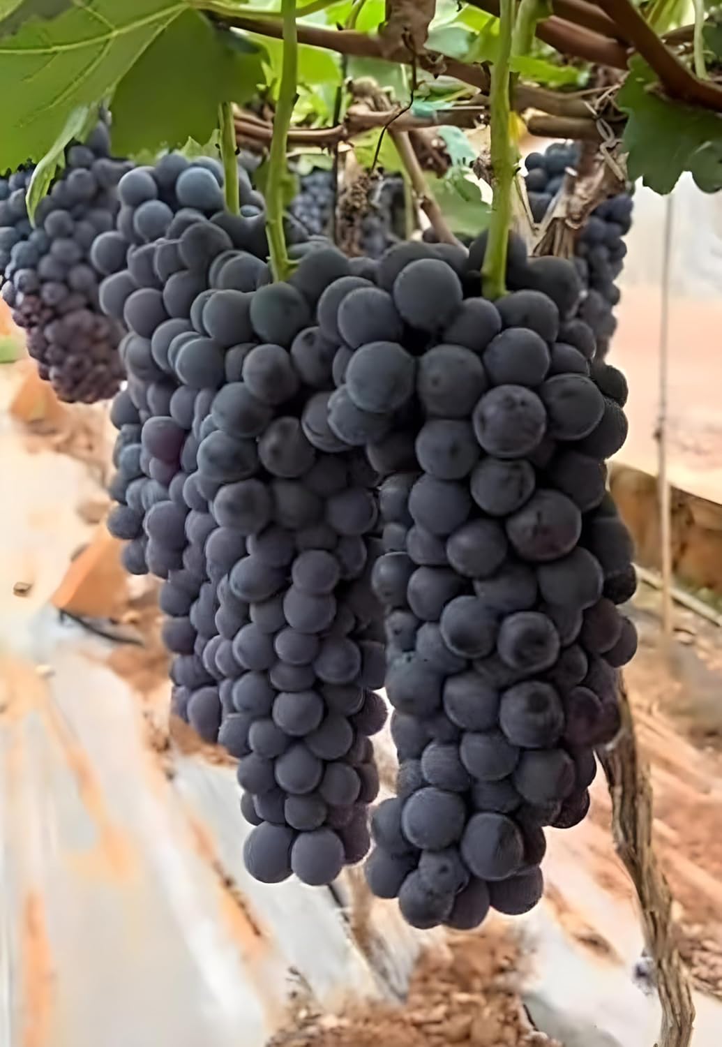 Seedless Sweet Black Round Kyoho Variety Air Layered Grapes Plant