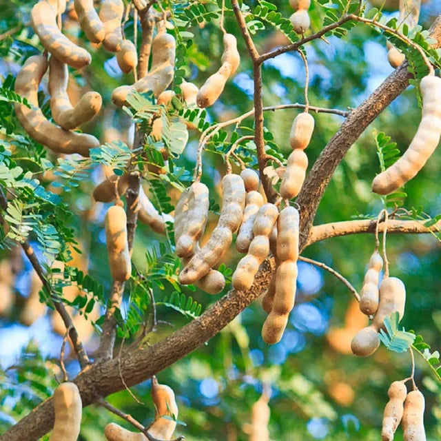 Sour Vantoor Tamarind Imli Grafted Fruit Plant