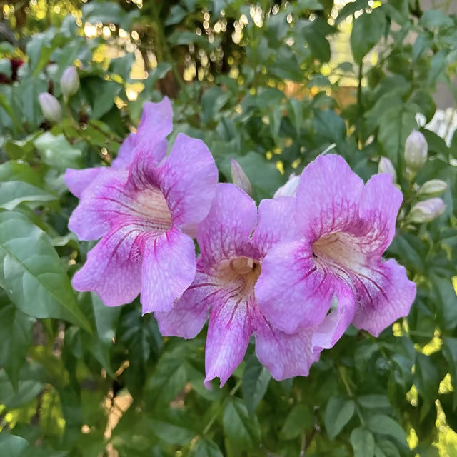 Purple Colour Tecoma Climbers Flower Plant (1-2 Feet Height)