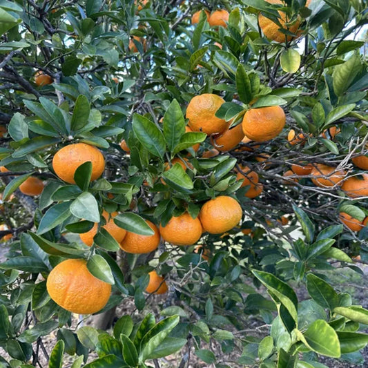 Honey Murcott Orange Santra Grafted Fruit Plant (1.5-2 Feet Height)