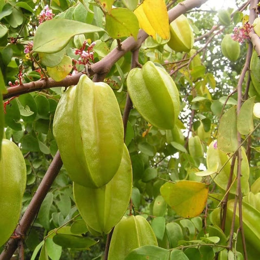 Thai Sweet Star Fruit Carambola Kamranga Amrak Grafted Plant (1.5-3 Feet Height)