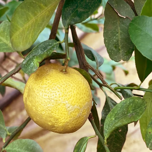 Nimbu Big Size ball Pati Lemon Nimbu Layering/Grafted Fruit Plant (1-2 Feet Height)
