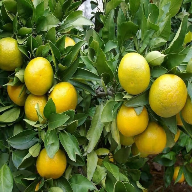 Misoriyo All Time Malta Mosambi Grafted Fruit Plant (1.5-2 Feet Height)