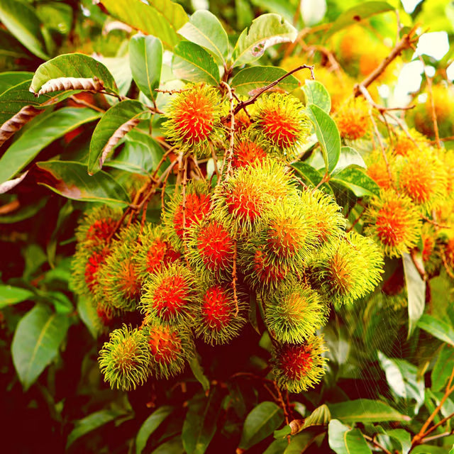 Schoolboy Rambutan Grafted Fruit Plant