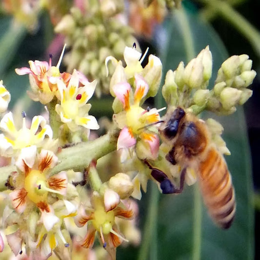 Honeydew Mango Aam Grafted Fruit Plant (1.5-3 Feet Height)