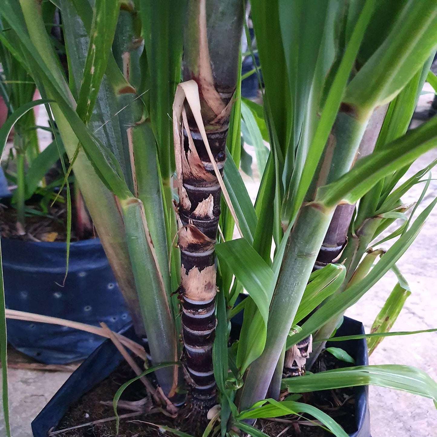 Soft Filipino Black Sugarcane Ganna Plant