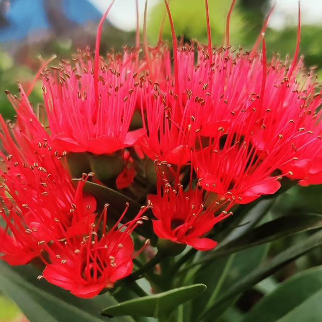 Red Colour First Love Flower Plant