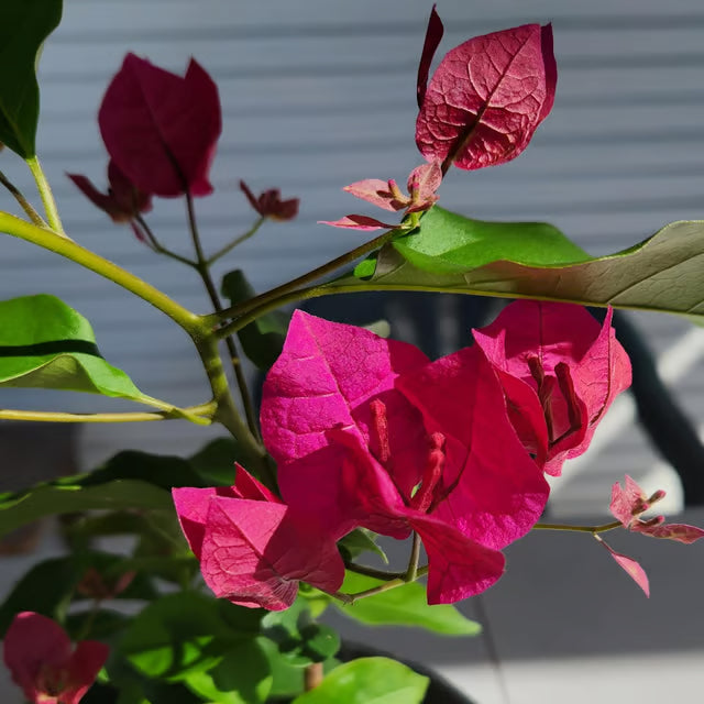 Pink Colour Bougainvillea Kagoj Ful Shrubs Flower Plant
