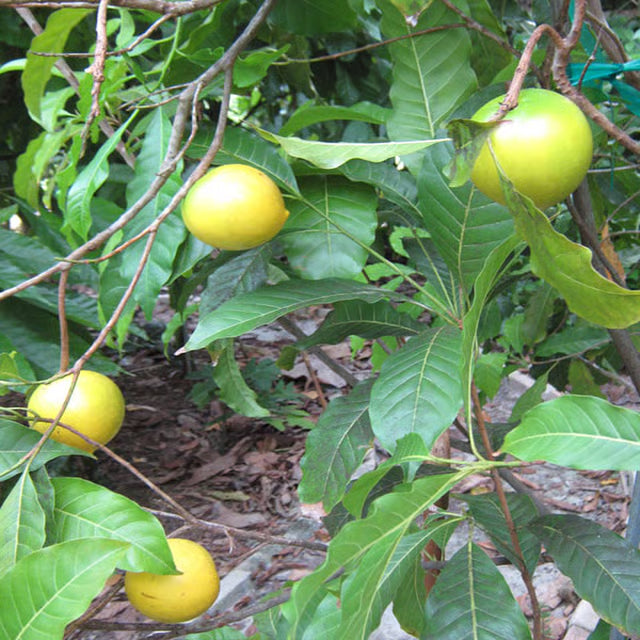 Abiu Pouteria Caimito Fruit Plant