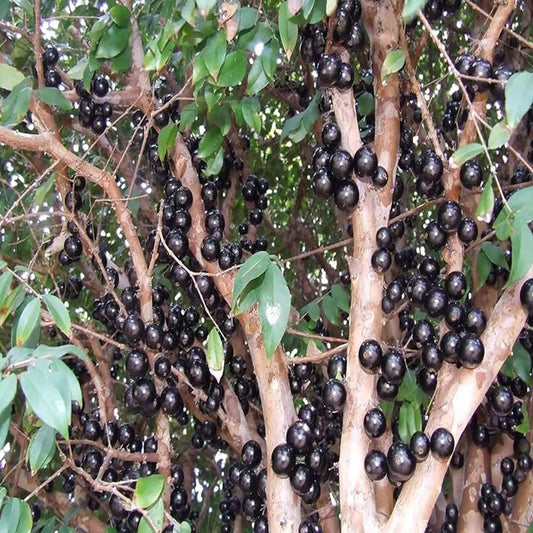 Sabara Jabuticaba Fruit Plant (1.5-3 Feet Height)