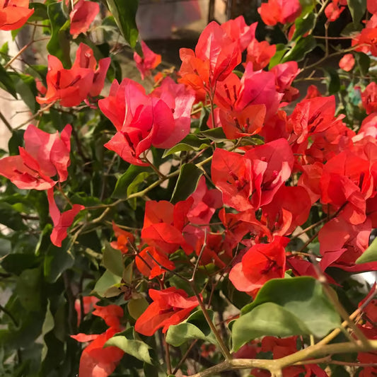 Red Colour Bougainvillea Kagoj Ful Shrubs Flower Plant (1-2 Feet Height)