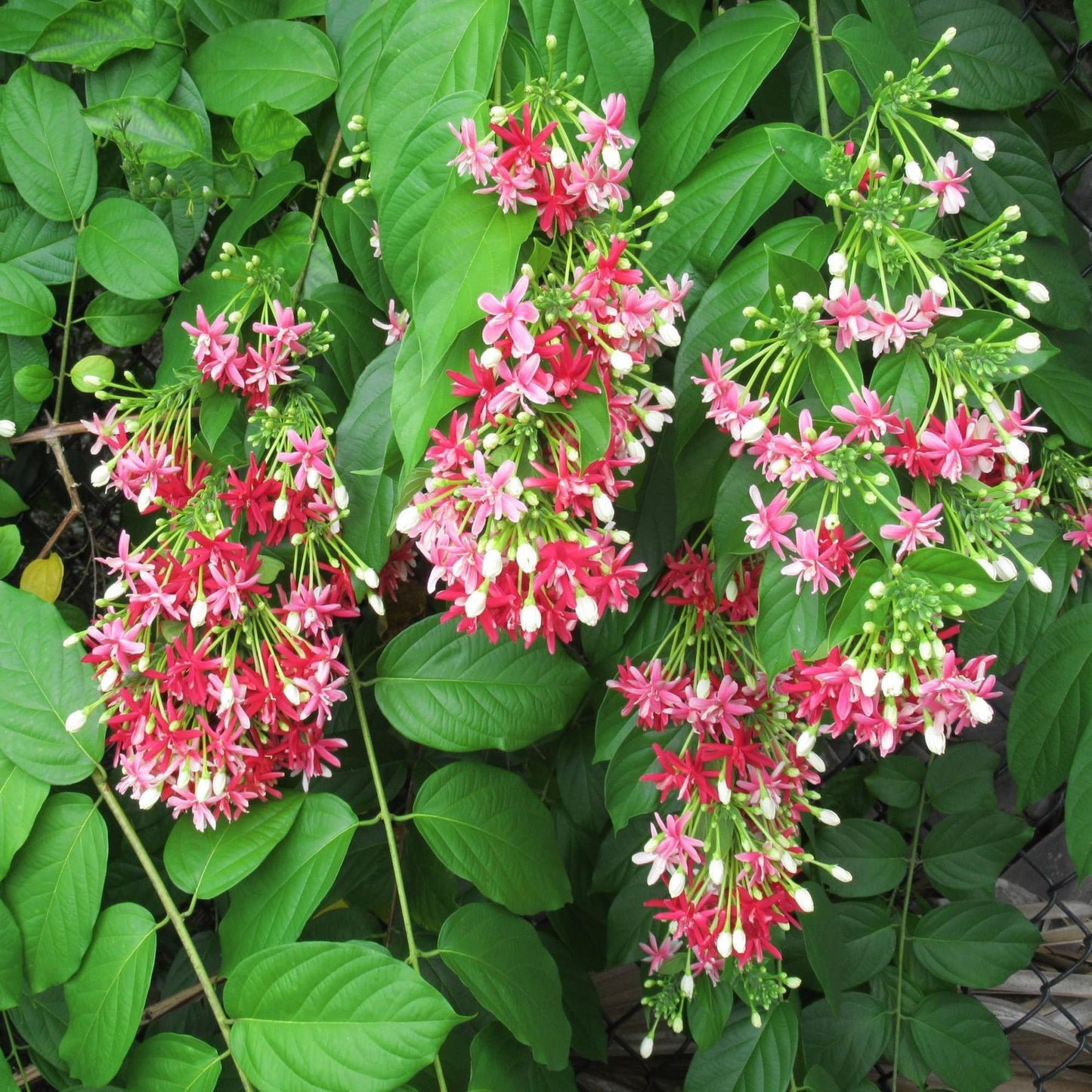 Rangoon Creeper Madhavi Lata Madhumalti Flower Climbers Flower Plant (1-2 Feet Height)