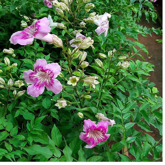 Purple Colour Tecoma Climbers Flower Plant (1-2 Feet Height)