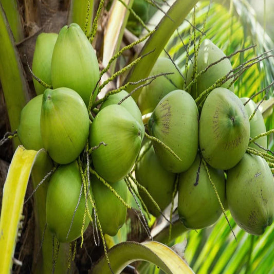 Mekong Delta Vietnam Coconut Nariyal Hybrid Dwarf Fruit Plant (2-4 Feet Height)