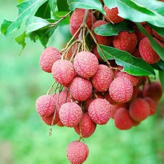 Chinensis Litchi Lychee Layering/Grafted Fruit Plant (1.5-2 Feet Height)