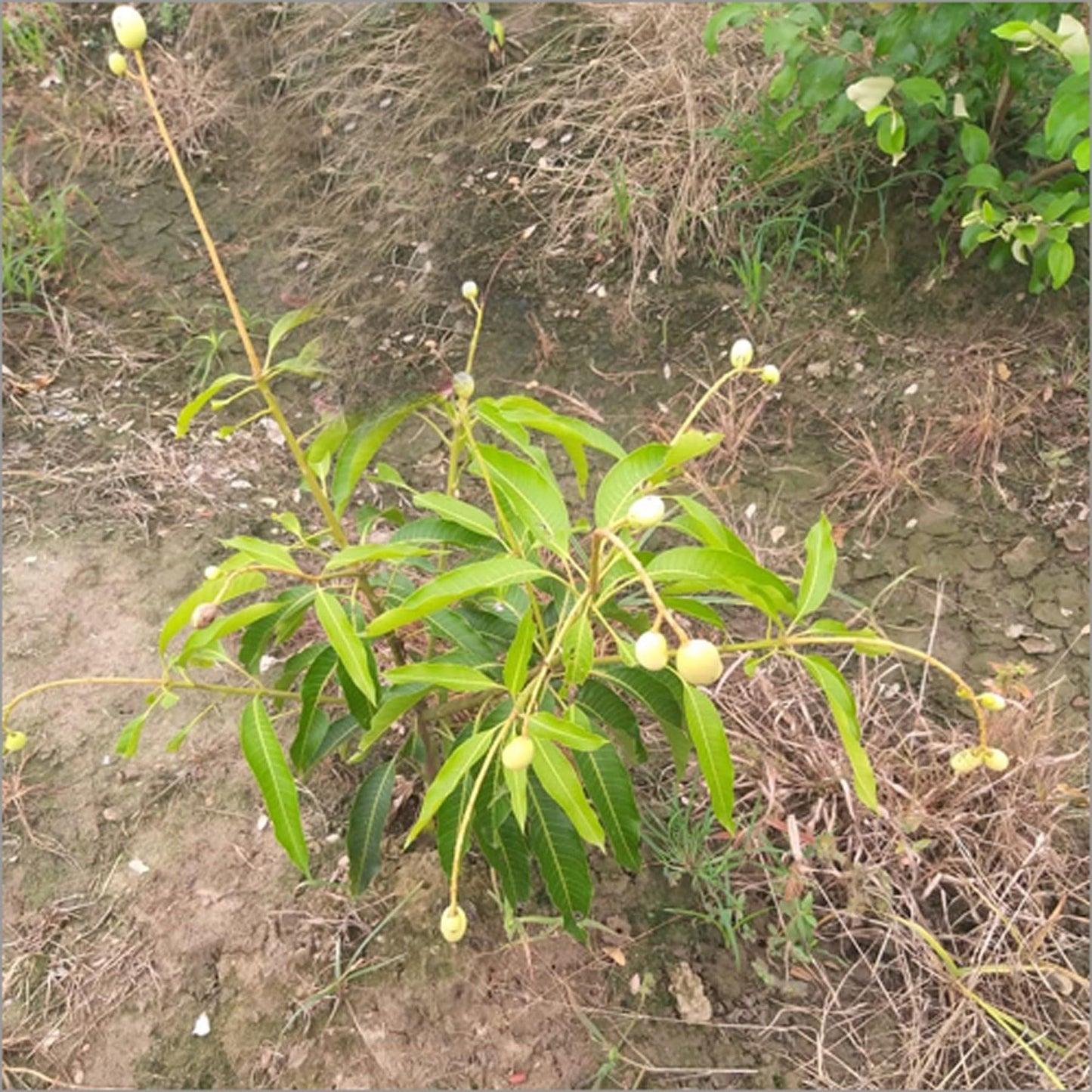 Himsagar All Time Mango Aam Grafted Fruit Plant
