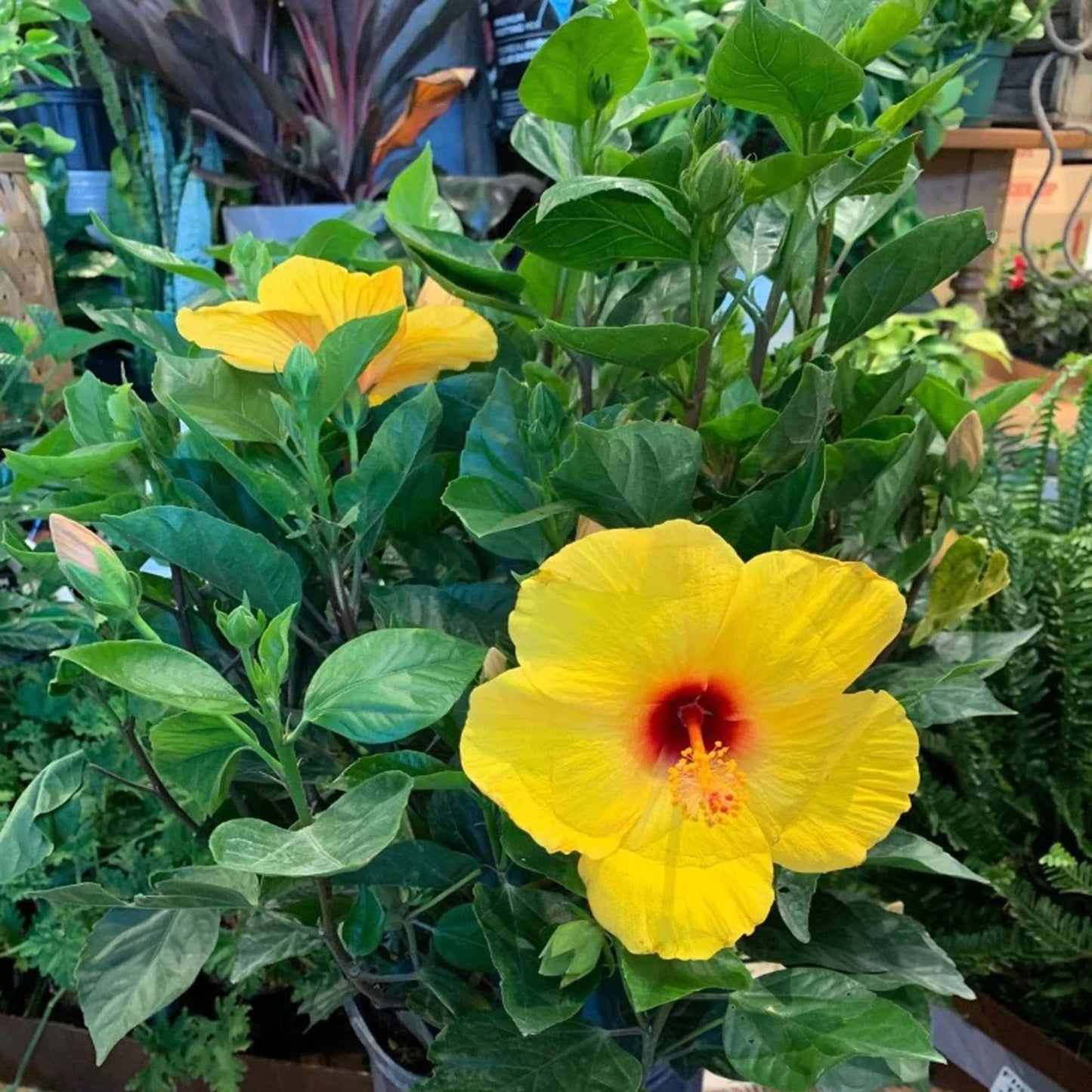 Yellow Colour Hybrid Hibiscus Joba Gudhal Flower Plant