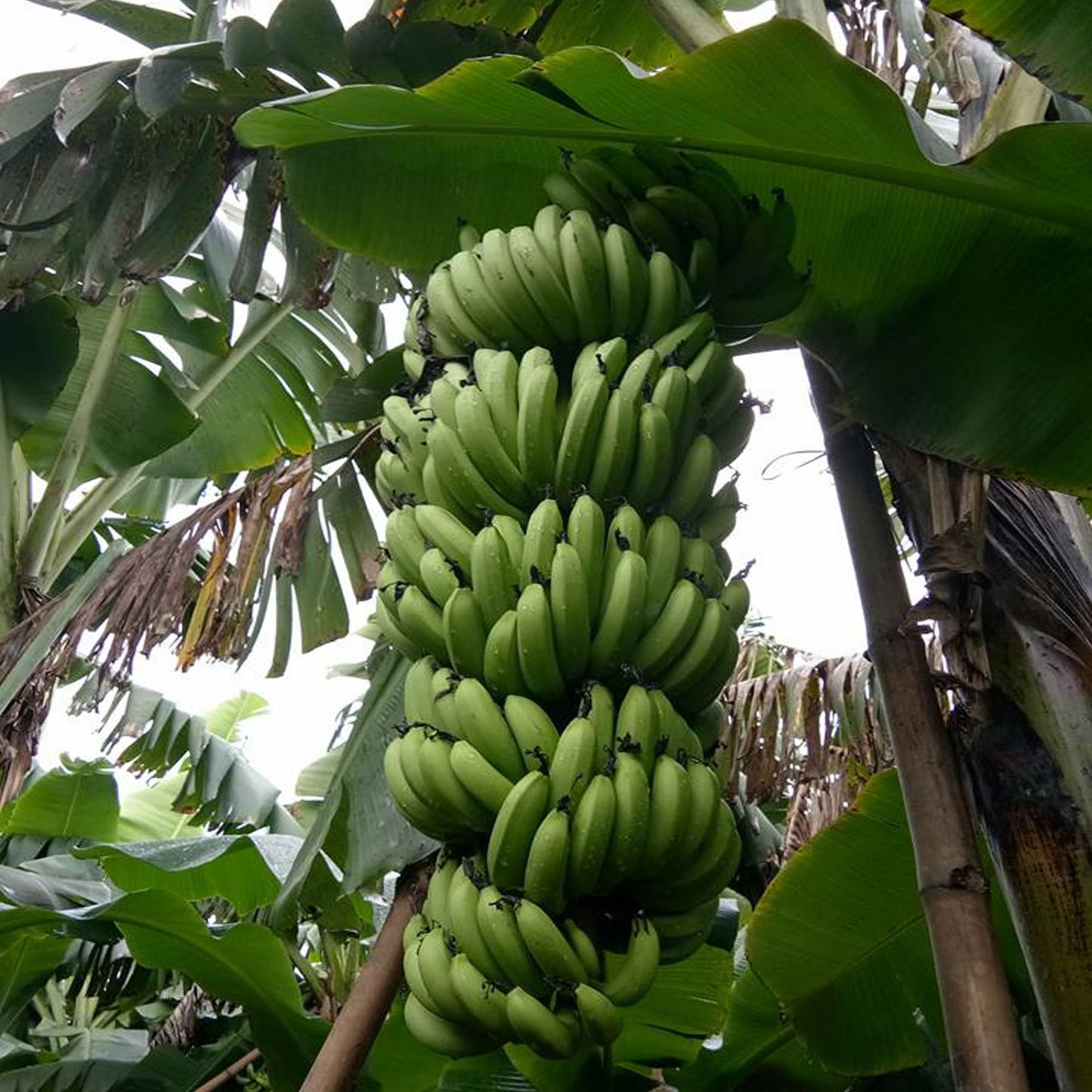 Grand Naine G9 Banana Tissue Cultured Fruit Fruit Plant