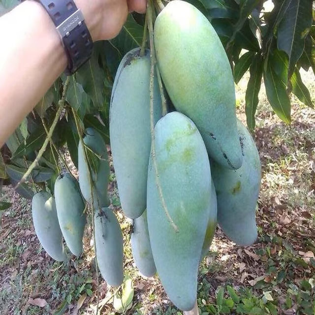 Thai Kujai Qjai Mango Aam Grafted Fruit Plant (1.5-3 Feet Height)