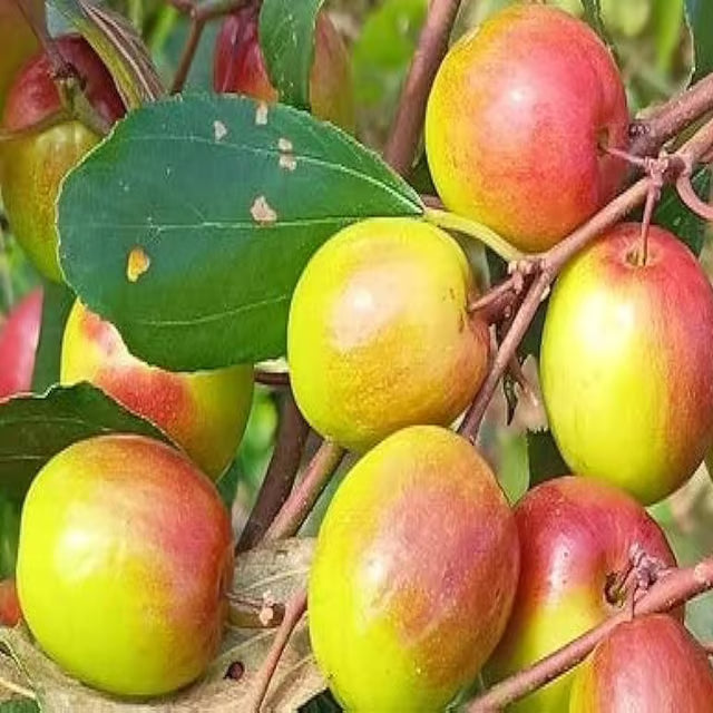 Red Sundari Apple Ber Jujube Kul Grafted Fruit Plant