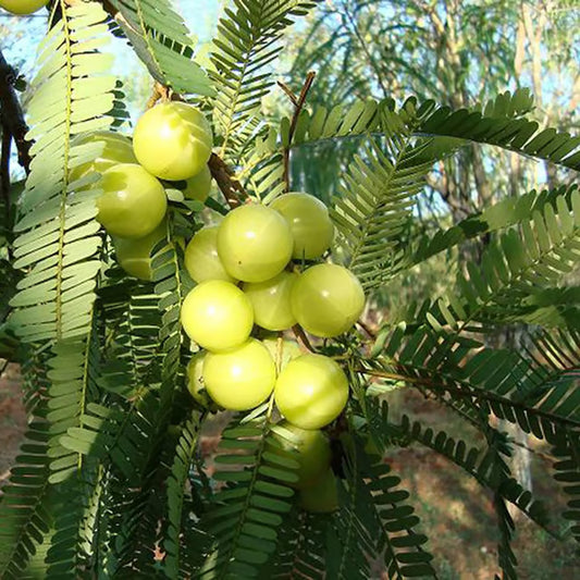 Sweet Banaras Amla Gooseberries Amloki Grafted Fruit Plant