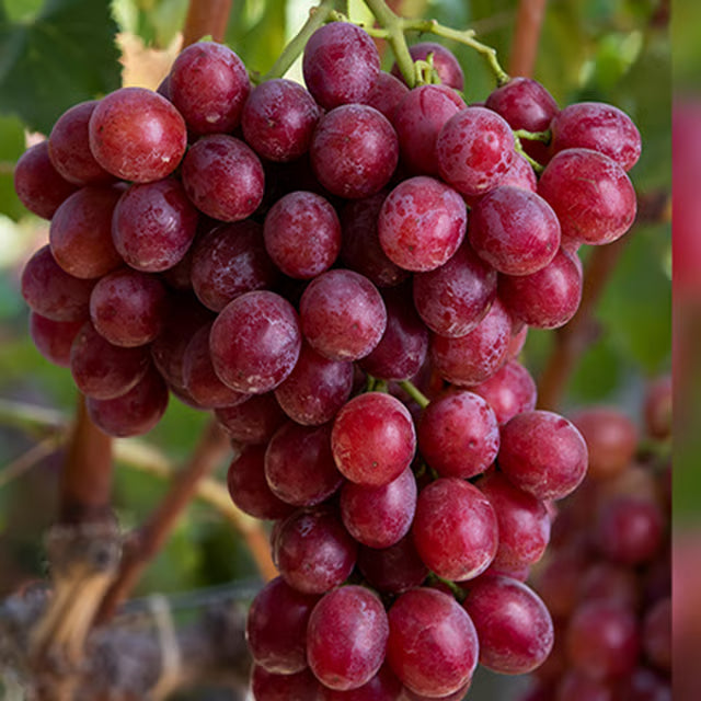 Red Flame Seedless Grapes Angoor Layering/Grafted Fruit Plant